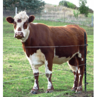 2015 Durable Firm Livestock Metal Cattle Fence,Wholesale Bulk Cattle Fence,Cattle Fence